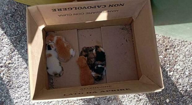 Recanati, cinque gattini abbandonati in via Presutti