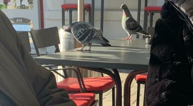 Allarme piccioni a Senigallia, c’è il giro di vite: «Multe a chi gli dà da mangiare»