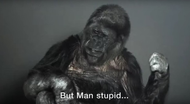 "L'uomo è stupido...". La gorilla Koko parla la lingua dei segni, il web si commuove -Guarda