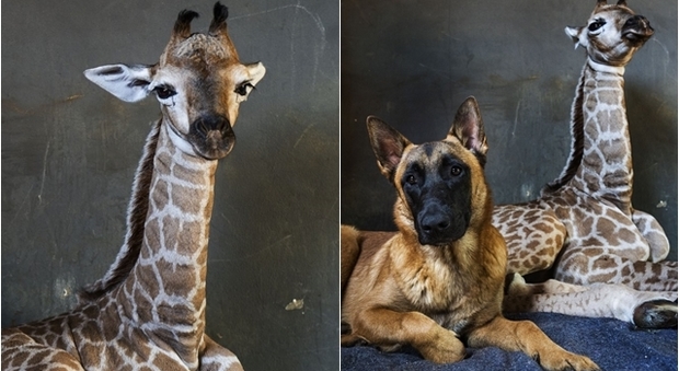 immagine Jazz, la giraffa orfana che ha commosso il Sudafrica