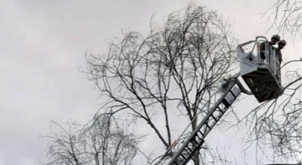 Osimo, ramo pericolante e auto in ansia: intervengono i Vigili del fuoco per la rimozione