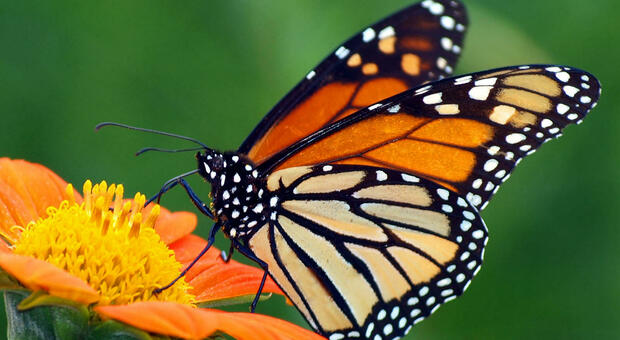 Farfalle e biodiversità: la Butterfly Week passa per il Clt di Terni e il Monte Peglia
