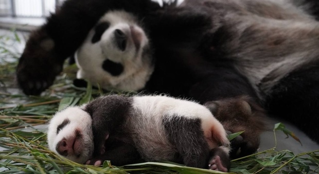 Panda gigante nasce per la prima volta in Russia, si chiamerà Katyusha: è il simbolo dell'amicizia tra Mosca e Pechino