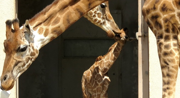 La famiglia di giraffe al Parco Zoo Punta Verde di Lignano