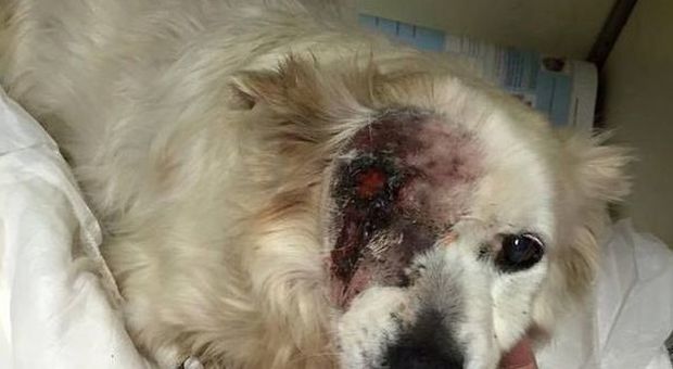 Cane sfigurato dall'acido, colletta per salvargli la vita