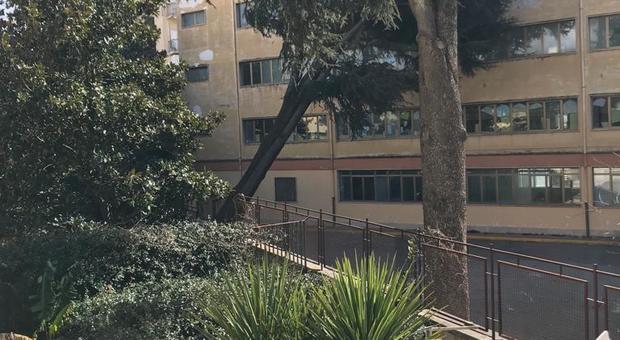 Colli Aminei: gigantesco albero si abbatte sulle aule della scuola Mameli