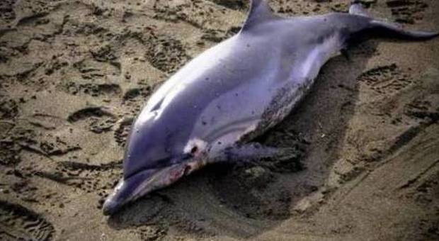 Delfino trovato morto spiaggiato a Francavilla al Mare