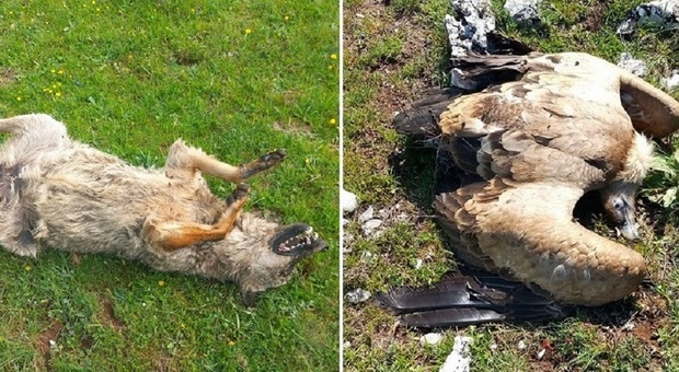 Killer di animali nel Parco Nazionale d’Abruzzo: lupi e grifoni avvelenati con bocconi di cibo
