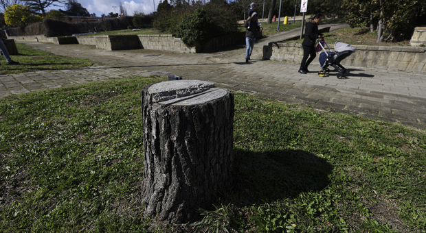 Napoli: riaperto il Virgiliano, nel parco 70 alberi in meno