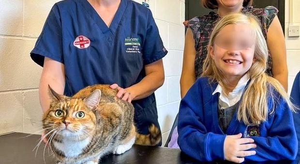 La gatta sta male, il veterinario scopre 43 elastici nello stomaco: «Mai visto nulla di simile»