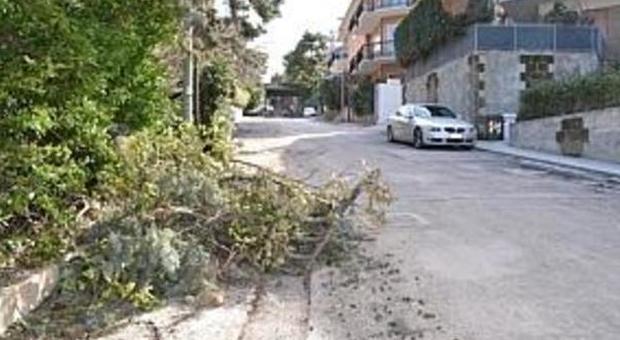Rami spezzati e alberi pericolanti Il vento lascia il segno in provincia