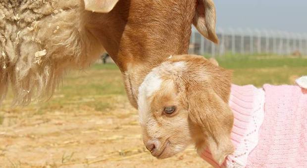 Freedom farm, la fattoria in Israele che accoglie animali con disabilità