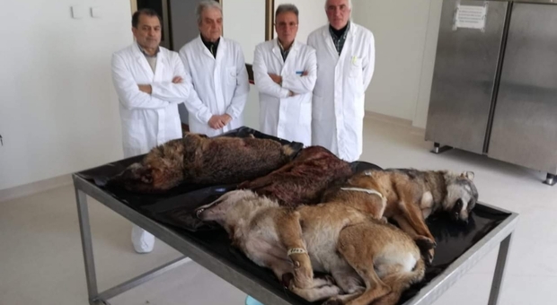 Quattro dei cinque lupi investiti sul tavolo anatominco, in attesa della necroscopia. (foto pubblicata dal medico veterinario Antonio Liberatore)