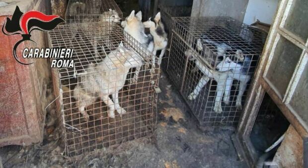 Roma, scoperto allevamento abusivo di Cani Husky, salvati 110 animali e una denuncia