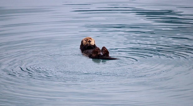 Castellabate, avvistato un esemplare di lontra marina tra gli scogli