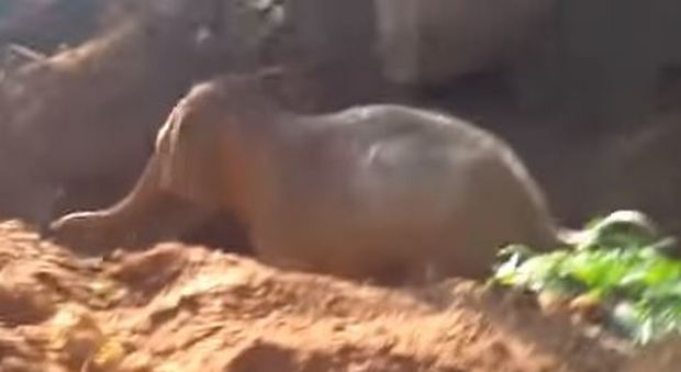 India, elefantino cade in un fosso e viene salvato. L'elefante adulto ringrazia i soccorritori alzando la zampa - video