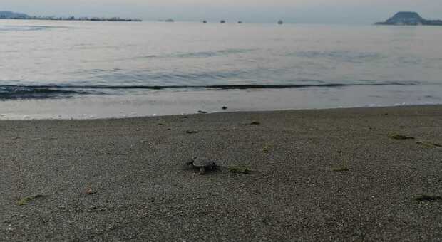La tartaruga che fa ritorno in mare dopo aver depositato le uova