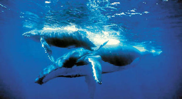 A Tahiti e dintorni è il momento di avvistare le balene