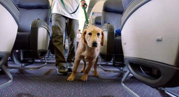 «Sull'aereo non possono salire i vostri cani». E gli italiani restano bloccati a Cancun, è polemica