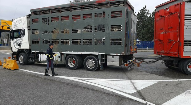 I controlli della polizia stradale in materia di trasporto di “animali: ventisei violazioni accertate