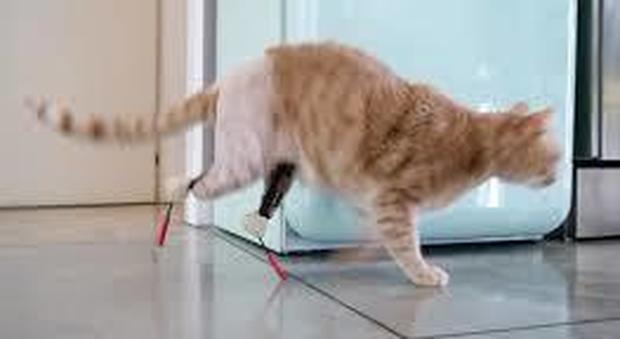 Vito, il gatto bionico: du protesi alle zampe posteriori, è star dei social