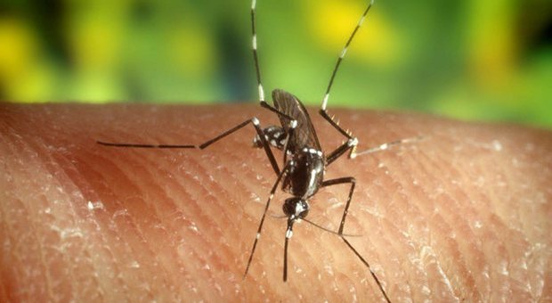 Le zanzare possono trasmettere il coronavirus? La risposta degli scienziati