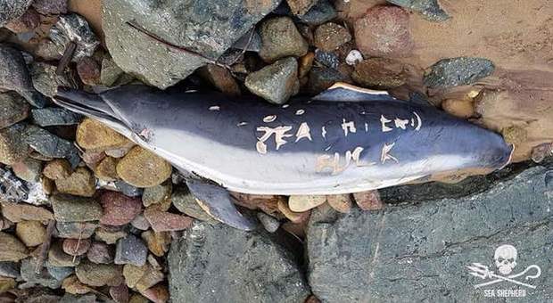 Delfino trovato morto, sul corpo mutilazioni e incise minacce agli animalisti di Sea Shepherd (immagini pubblicate da Sea Shepherd)