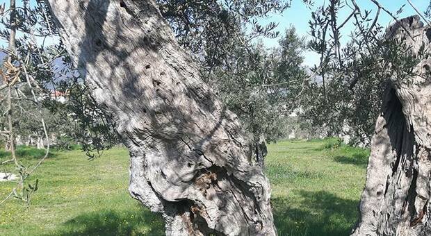 C’è la camminata tra gli olivi: una domenica di degustazioni a Cartoceto, Castelplanio, Maiolati, Monte San Vito e Falerone