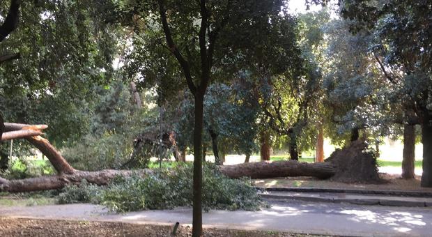 Cade un albero su viale delle Terme di Caracalla: chiusa la strada (foto Fabiano/Toiati)