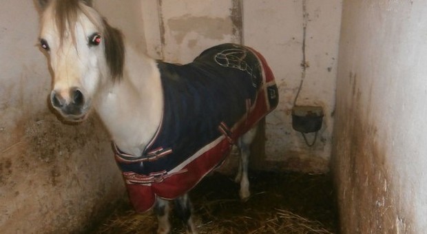 Ancona, pony dimenticati nel maneggio Blitz della Forestale alla Cittadella