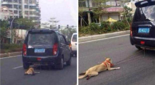 Foto choc Lega un cane e lo trascina con l'auto: lo scatto sul web scatena la caccia al colpevole
