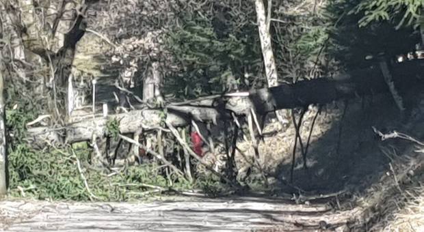 L'albero caduto sulla strada che conduce a Colle San Mauro, un istante prima del passaggio di Malko