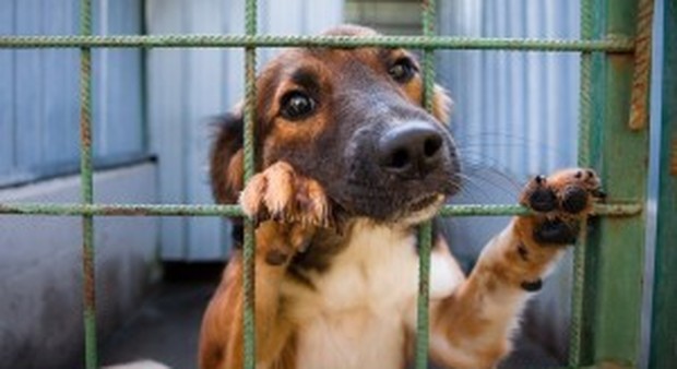 Canile lager nel milanese: "Scoperte carcasse dei cuccioli nei frigoriferi"