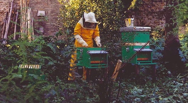 Il caldo risveglia 50 miliardi di api con un mese di anticipo