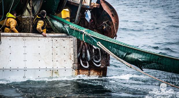 Delfini intrappolati nelle reti dei pescherecci francesi: seimila condannati a morte. L'immagine choc (immagine di Tara Lambourne di Sea Shepherd)
