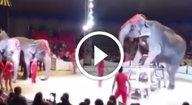 Elefante in bilico al circo, in piedi sullo sgabello poi cade: panico tra genitori e bimbi