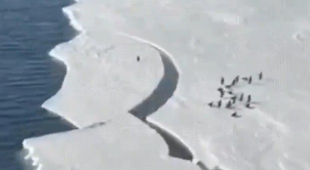 Il ghiaccio si spacca, il pinguino rischia di andare alla deriva: il video che ha tenuto il web col fiato sospeso