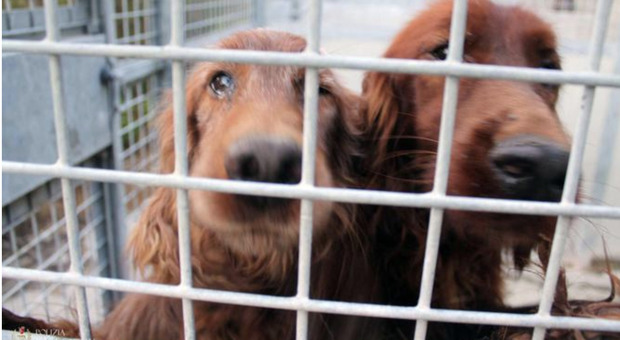 Accudivano 17 cani in un appartamento: scoperto canile abusivo
