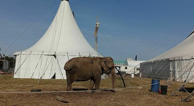 L'elefante dell'Universal Circus in questi giorni a Villorba