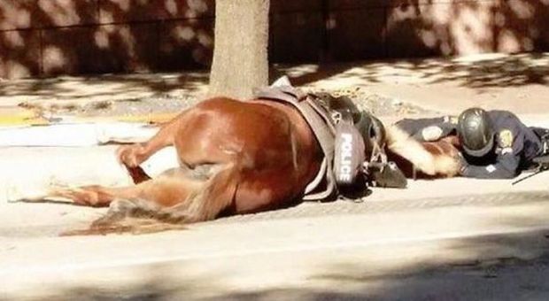 L'abbraccio tra cavaliere e cavallo morente: la foto commuove il web