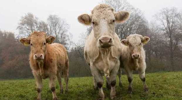 India, cacca di mucca in vendita su Amazon: boom di acquisti on-line