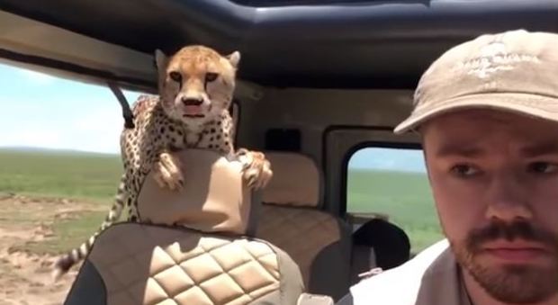 Un ghepardo sale sulla jeep: il safari è da brividi