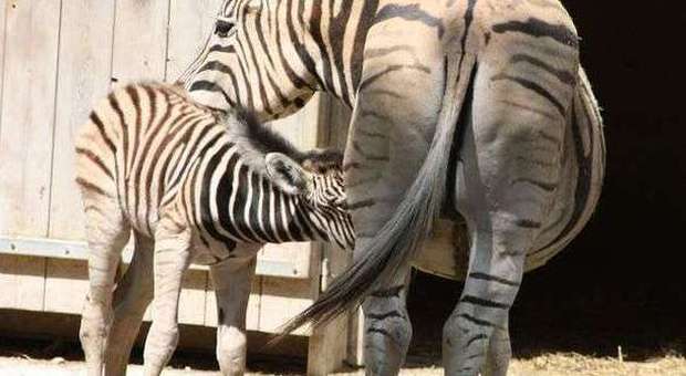 Falconara, parco zoo in festa E' venuta alla luce una zebra