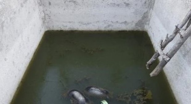 Mamma orsa e due cuccioli annegano in una vasca nel Parco d'Abruzzo