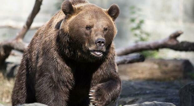 Due orsi scappano dal recinto dello zoo, uccisi dal personale: è polemica nel Regno Unito