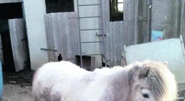 LA VICENDA UDINE Un pony in pessime condizioni di salute, impossibilitato di
