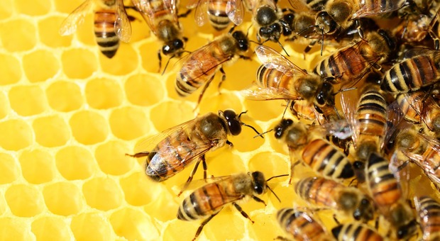 Un mese senza fitofarmaci sul Montello l'oasi delle api (Foto di PollyDot da Pixabay)