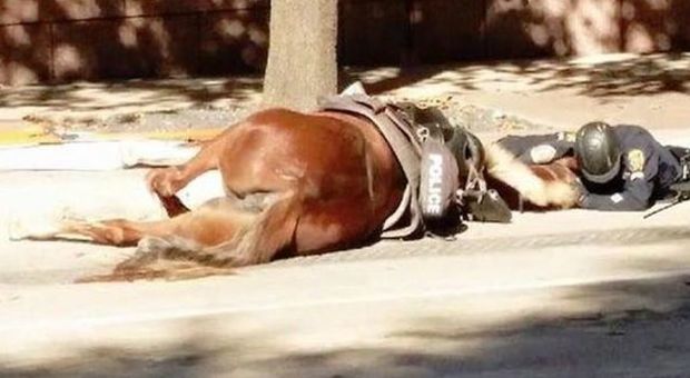 L'abbraccio tra il poliziotto e il cavallo morente: la foto commuove il web