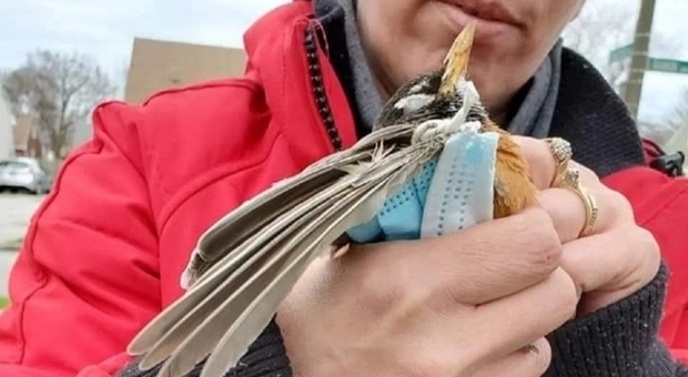 L'uccellino soffocato dalla mascherina abbandonata: la foto simbolo del nuovo inquinamento