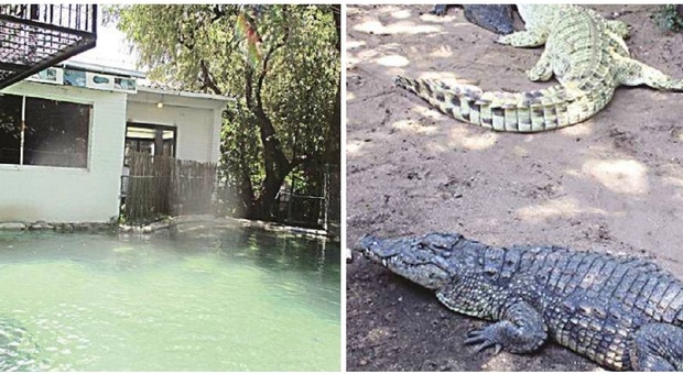 Zimbabwe, 21enne ubriaco si lancia nella piscina dei coccodrilli: gli animali gli staccano un braccio, è vivo per miracolo